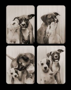 Fotomatón para perros